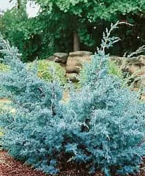 Саджанець Agro-Market Ялівець китайський 3-річний Blue Alps S3 висота 30-40 см 1 шт. в упаковці (62786)