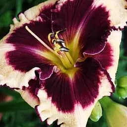 Саженец Agro-Market Лилейник Sabine Bauer 1 шт.