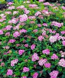 Саджанець Agro-Market Спирея японська 2-х річна Little Princess вазон С2 висота 20-40 см (93723) 1 шт. в упаковці