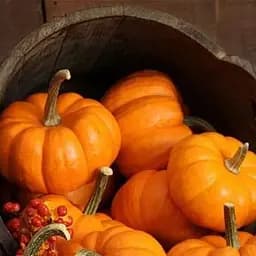 Семена Весна на развес Тыква Ромашка цена за 10 г (50035)