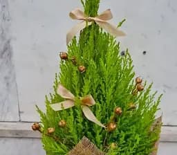 Саджанець Agro-Market Кипарис кімнатний Citric (тонкий лимонний аромат) 1 шт. в упаковці (183141)