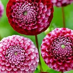 Жоржина "Chick A Dee Us" (189892) 1 шт