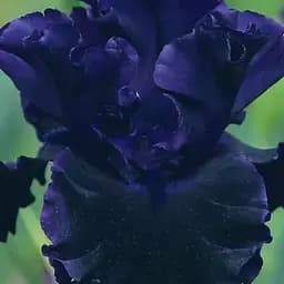 Ирис бородатый крупноцветковый "Black Lipstick" (181085) 1 шт