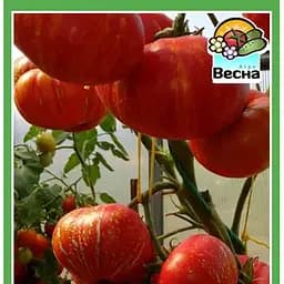 Семена Весна на развес Томат Фейерверк цена за 1 г (184215)