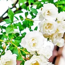 Троянда грунтопокривна Agro-Market Сноу баллет Snow Ballet саджанець класу АА+ вищий сорт 1 шт. в упаковці (36046)