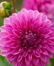 Клубень Agro-Market Георгина Lucky Number 1 шт. в упаковке (72016)