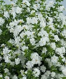 Бакопа Махровая ампельная Double Snowball Agro-Market 1 саженец в упаковке (52249)