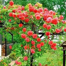 Троянда плетиста Agro-Market Мейнтауер (Maintower саджанець класу АА+ вищий сорт 1 шт. в упаковці (178148)