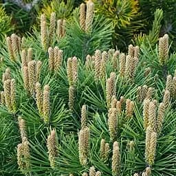 Саджанець Agro-Market Сосна гірська карликова Rotundata ( горщик P9) (181103)