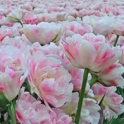 Тюльпан "Finola" (186235) 2 шт