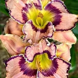 Лілійник "Deep Design" (181035) 1 шт