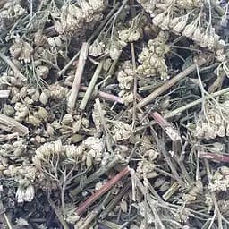 100 г тысячелистник трава сушеная - свежий урожай