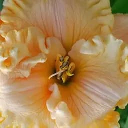 Лілійник "Heartfelt Thanks" (сортовий вкорінений в контейнері С1,2) (185983) 1 саженец