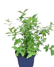 Саджанець Agro-Market Жимолість Серце велетня (великоплідний, ранній сорт) 2-річна С1.5 1 саджанець (99106) - мініатюра 2