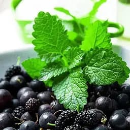 Саженец Agro-Market Смородина черная Бен Алдер (Ben Alder) поздний срок созревания, сорт с ярко выраженной стойкостью к заболеваниям 1 шт.