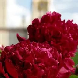 Саджанець Agro-Market Півонія трав'яниста Ruth Clay (Рут Клей) 1 шт. в упаковці (25553)