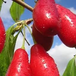 Саженец Agro-Market Кизил привитый Elegant саженец 2 года (ранний срок созревания, высокостойкий к морозам) 1 шт. в упаковке (52809)