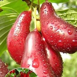 Саджанець Agro-Market Кизил темно-червоний і дуже блискучий Турмалін (Tourmaline) преміальний, дуже врожайний сорт) 1 шт. в пакуванні (49971)