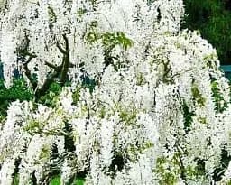 Гліцинія Agro-Market White Nights біла 1 саджанець в упаковці (38035) - мініатюра 2