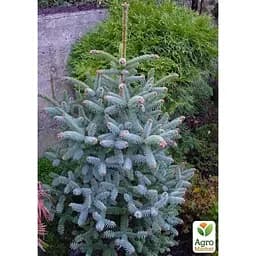 Саджанець Agro-Market Ялиця Каліфорнійська Блакитна (Abies concolor glauca) горщик P9 (48740) - мініатюра 4