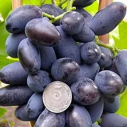 Саджанець Agro-Market Виноград Байконур 1 шт. в пакуванні (44450)