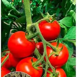 Насіння Весна на вагу Томат Флагман ціна за 1 г (177693)