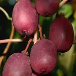 Саджанець Agro-Market Актинідія Скарлет Септембер (міні-ківі, морозостійкий сорт, ранній термін дозрівання) 1 саджанець (43957)