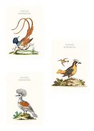 Комплект 3 шт общих тетрадей. Тетрадь Школярик А4 40 л. в линию 545 4823088203325