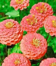 Семена Весна Цинния Лососевая королева (Зипер) 2 г (177206)