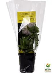 Саджанець Agro-Market Клематис Matka Siedliska (15865) - мініатюра 2