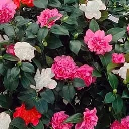 Камелия японская "Tricolor" вазон С1,5 (181740) 1 саженец