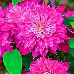 Саджанець Agro-Market Клематис Blushing Lady (38147)