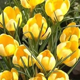 Крокус ботанический "Romance" 5 шт (17218)