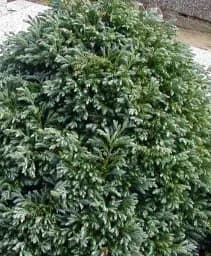 Саджанець Agro-Market Кипарисовик горохоплідний Bolevard (контейнер Р9, висота 10-15 см) 1 шт. в упаковці (25029)