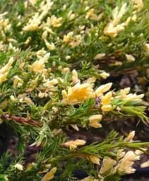 Саджанець Agro-Market Ялівець горизонтальний Андорра Варієгата (Andorra Variegatа) горщик P9, 1 шт. в упаковці (25044)