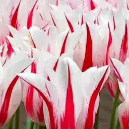 Тюльпан "Marilyn" (лилиоцветный) (186181) 2 шт