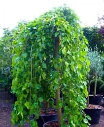 Саджанець Agro-Market Шовковиця плакуча чорна Шепіт вітру (Wind whisper) (преміальний штамбовий сорт, дуже солодка) (вік від 2 років, висота 150-190 см) 1 шт. в упаковці (48146)