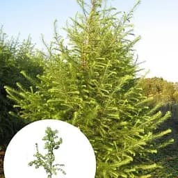 Модрина європейська Agro-Market 3-х річна Larix decidua С3 висота 40-60 см 183885 1 саджанець в упаковці