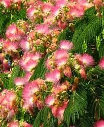 Саджанець Agro-Market Альбіція Ленкоранська 3-річна (висота 120-130 см) (182488) 1 шт. в упаковці