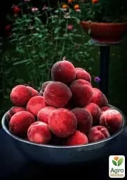 Саджанець Agro-Market Персик червоно-вишневий Королівський (Royal) (англійська селекція, преміальний великоплідний сорт) 1 шт. в упаковці (39942) - мініатюра 5