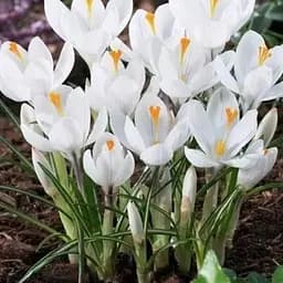 Крокус крупноцветковый "Jeanne d'Ark" (размер 7/8, большой) 5 шт (17236)