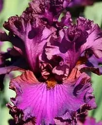 Саженец Agro-Market Ирис бородатый крупноцветковый Mambo Italiano 1 шт. в упаковке (181076)