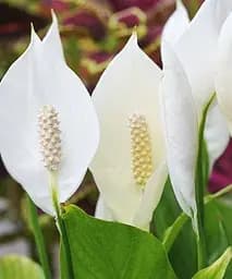 Саджанець Agro-Market Спатифілум Sweet Silvio кімнатний 60-70 см 1 шт. в упаковці (182764)