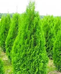 Саджанець Agro-Market Туя 3-річна західна Smaragd S3 висота 40-60 см 1 шт. в упаковці (62794)