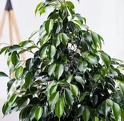 Саджанець Agro-Market Фікус Бенджаміна Danita (висота 50-70 см) (93491) 1 шт. в упаковці (кімнатний)