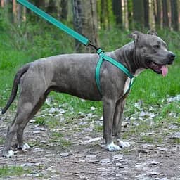 Шлея для собак Barksi Active світловідбивна (обхват грудей 45-56 см ширина 2 см) ментолова - мініатюра 5
