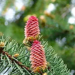 Саджанець Agro-Market Ялиця Віча (Abies Veitchii) горщик P9 (176500)