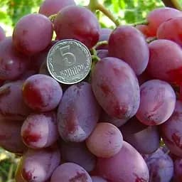 Саджанець Agro-Market Виноград Спорт 2 (Зарево) середній термін дозрівання, висока лежкість) 1 шт. в пакуванні (48841)