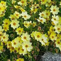 Кореопсис гібридний "Full Moon" (великоквітковий багаторічний) (188409) 1 саженец