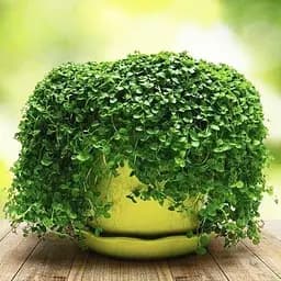 Мята Корсиканская ампельная "Mini-Mint" кашпо C3 (72038) 1 саженец в упаковке